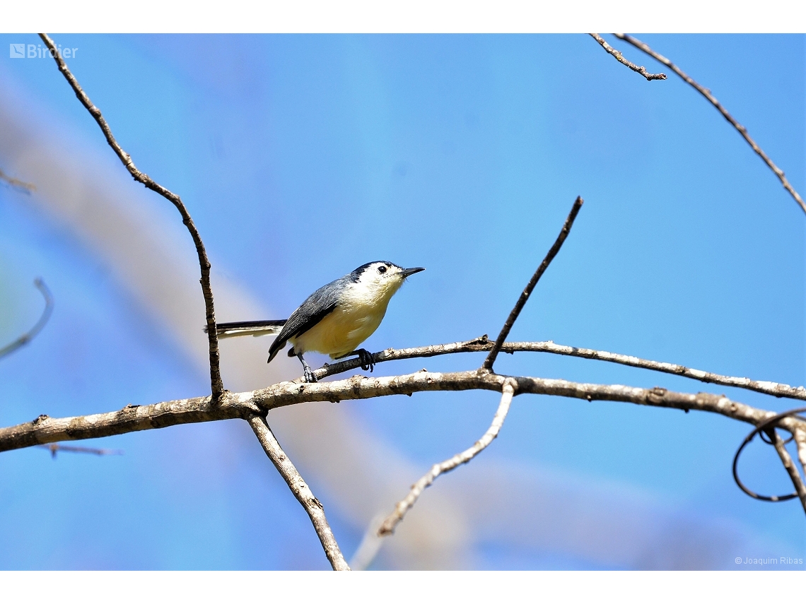 Polioptila lactea