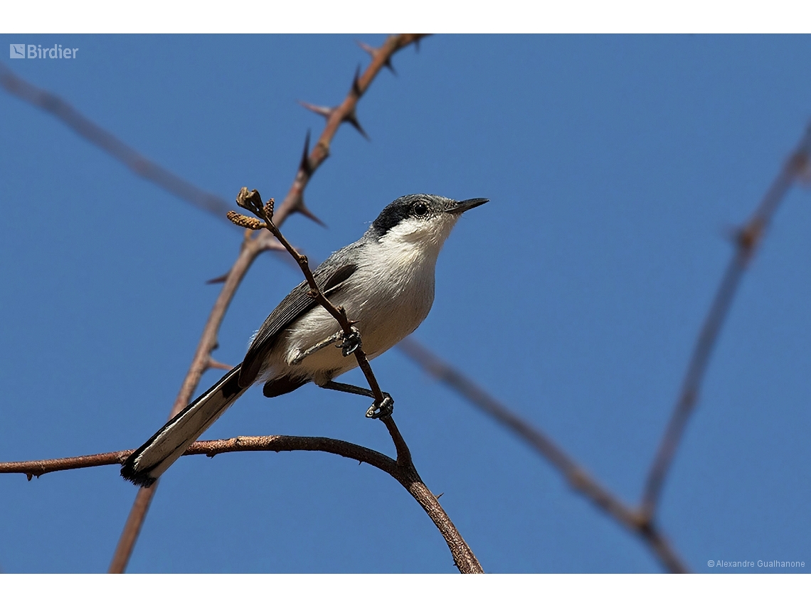 Polioptila plumbea