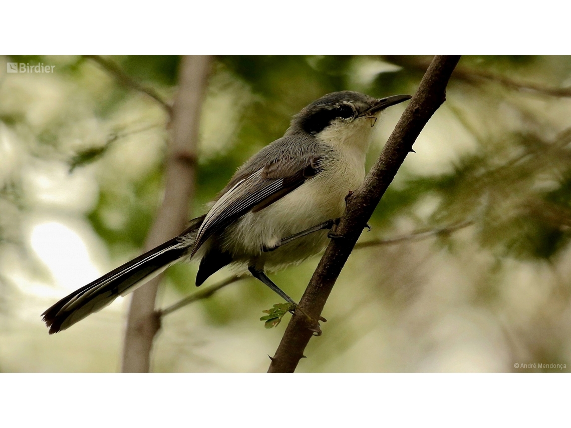 Polioptila plumbea