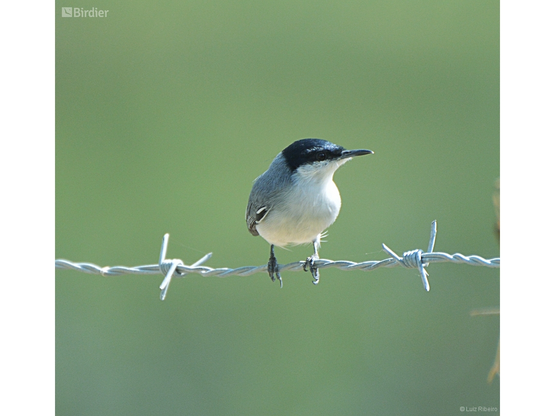 Polioptila plumbea