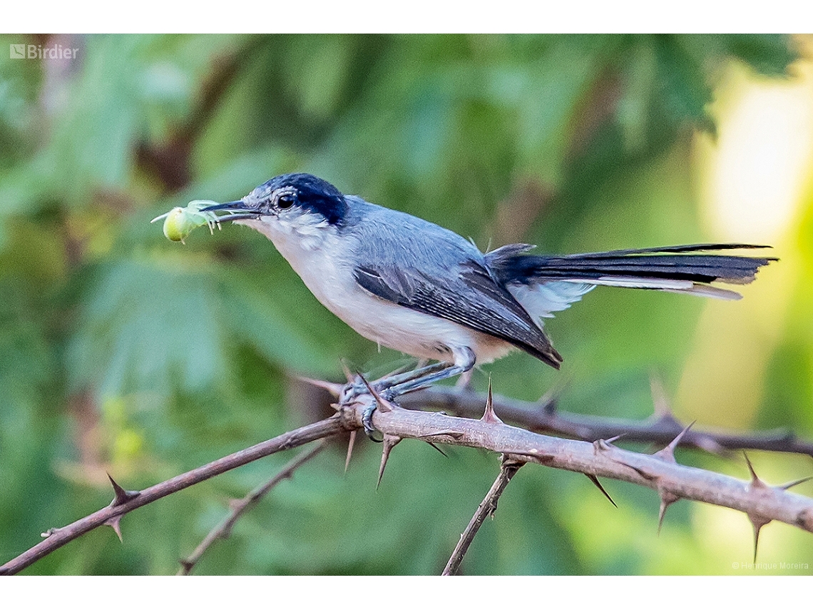 Polioptila plumbea