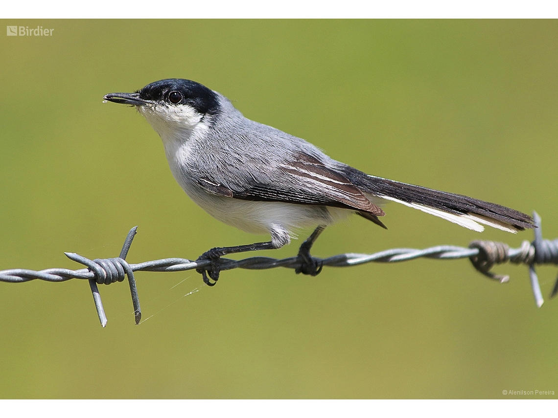 Polioptila plumbea