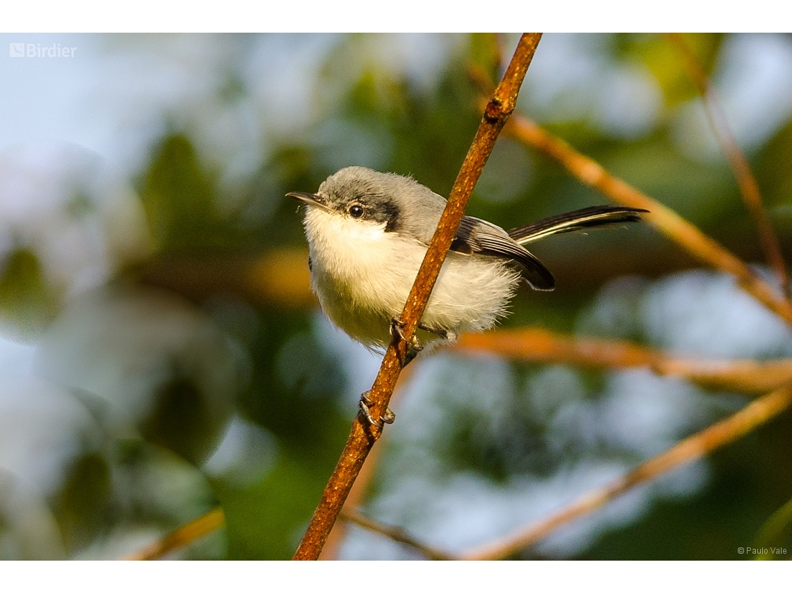 Polioptila plumbea