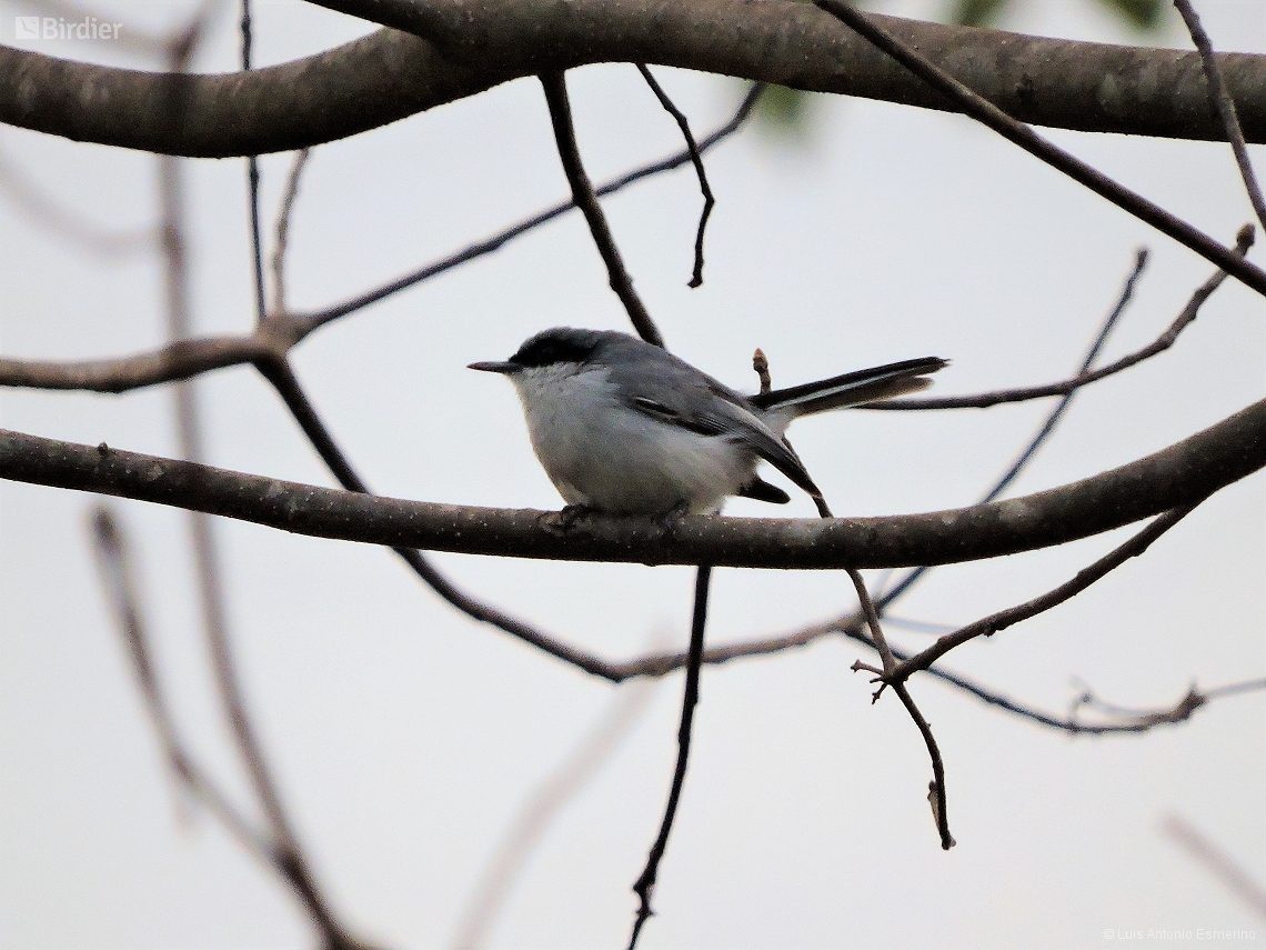 Polioptila plumbea