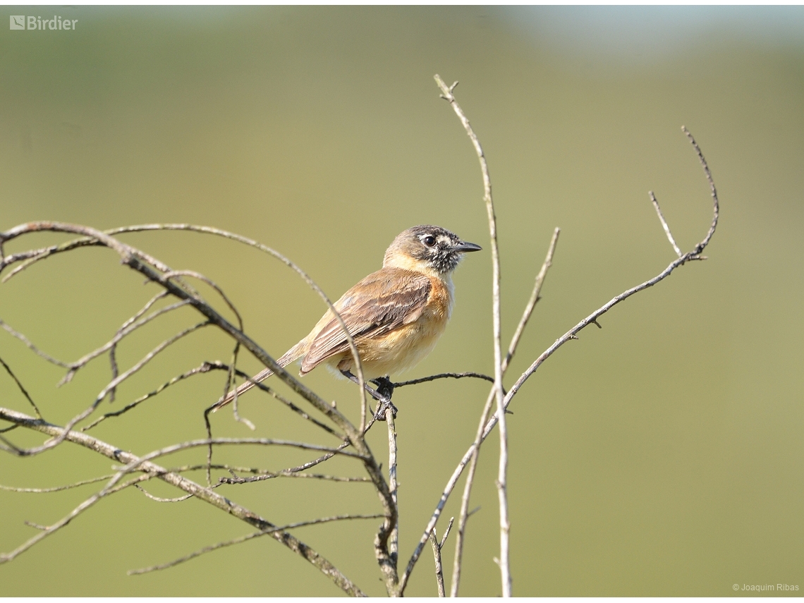 Polystictus pectoralis