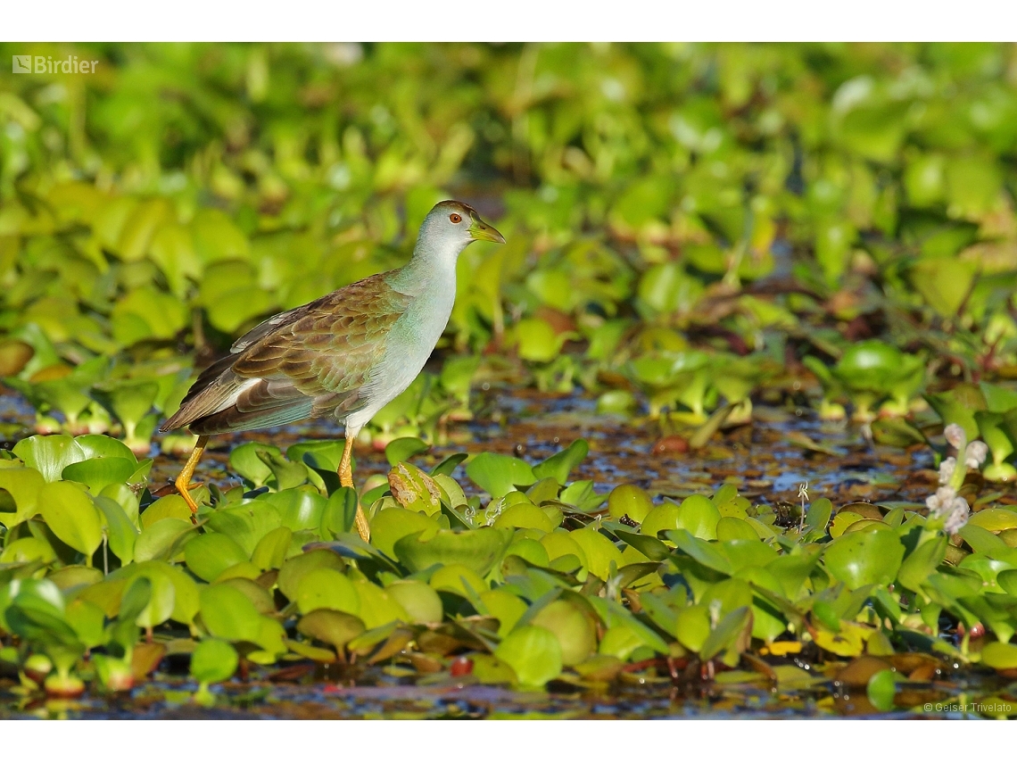 Porphyrio flavirostris