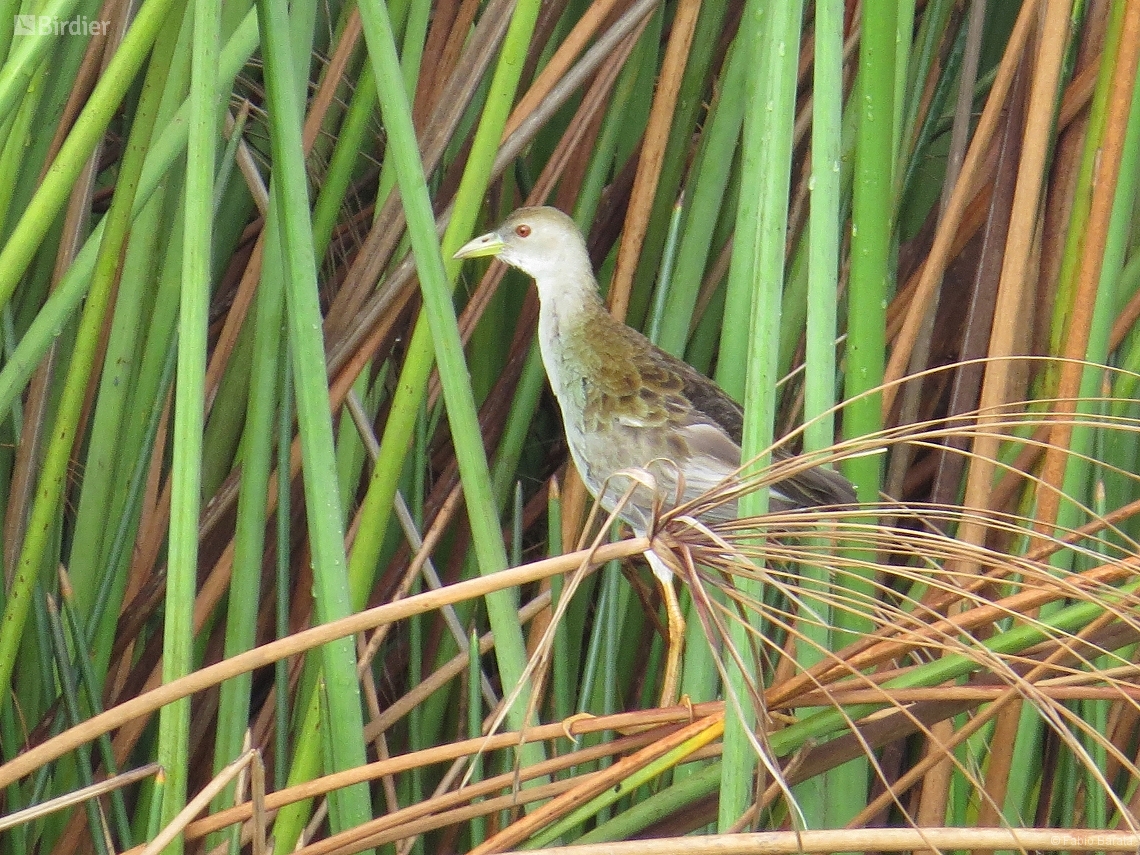 Porphyrio flavirostris