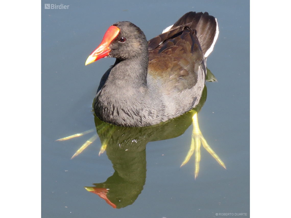 Porphyrio flavirostris