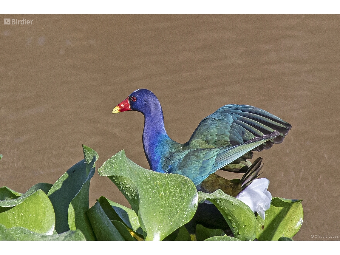 Porphyrio martinica