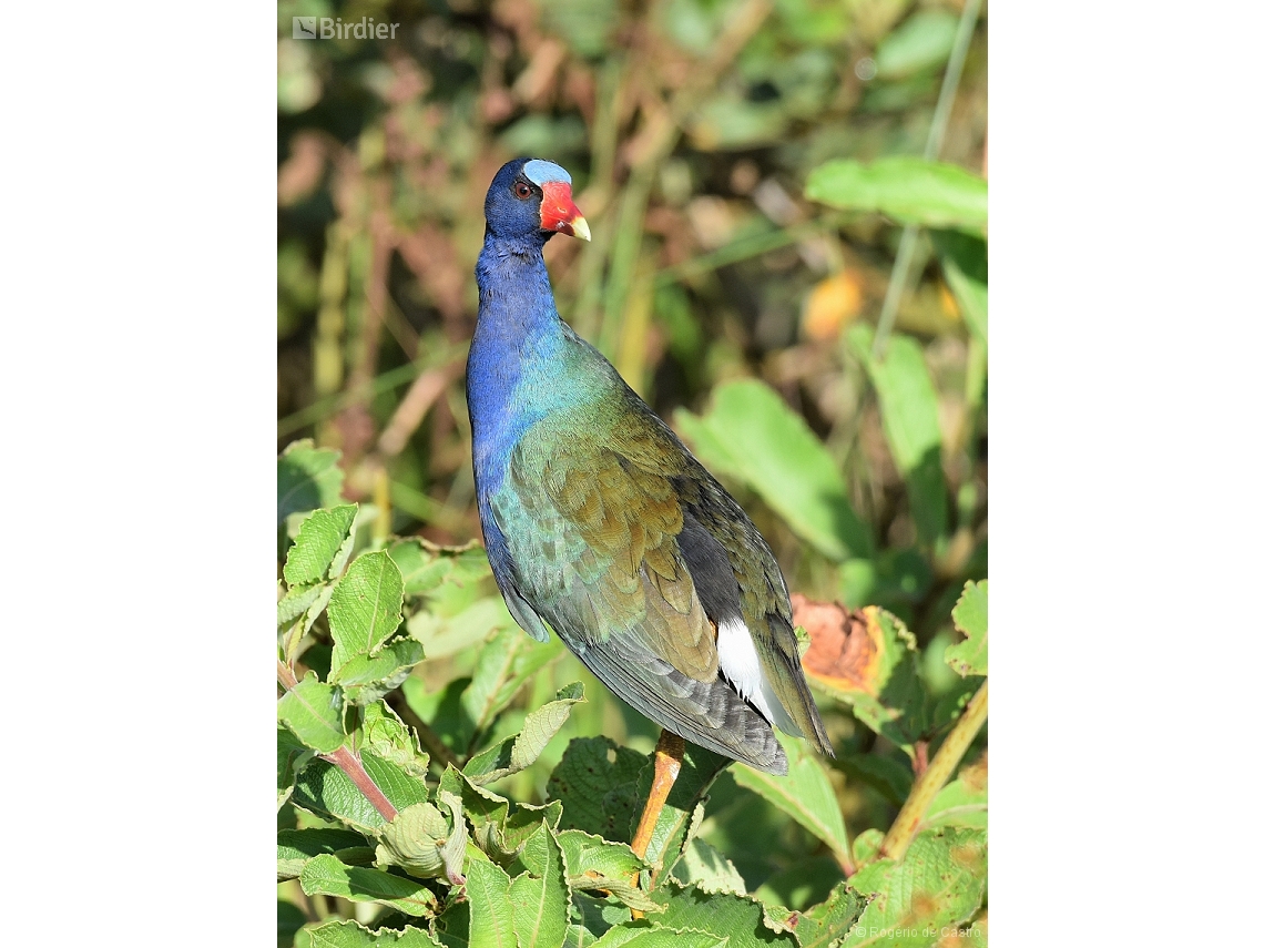 Porphyrio martinica