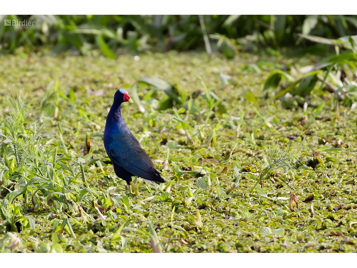 Porphyrio martinica