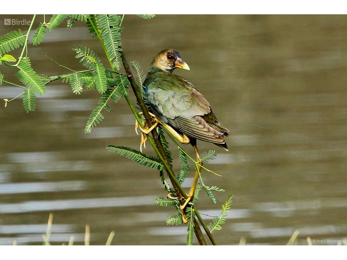 Porphyrio martinica