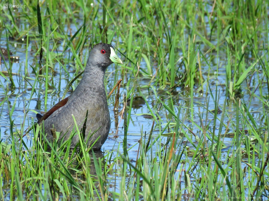 Porphyriops melanops