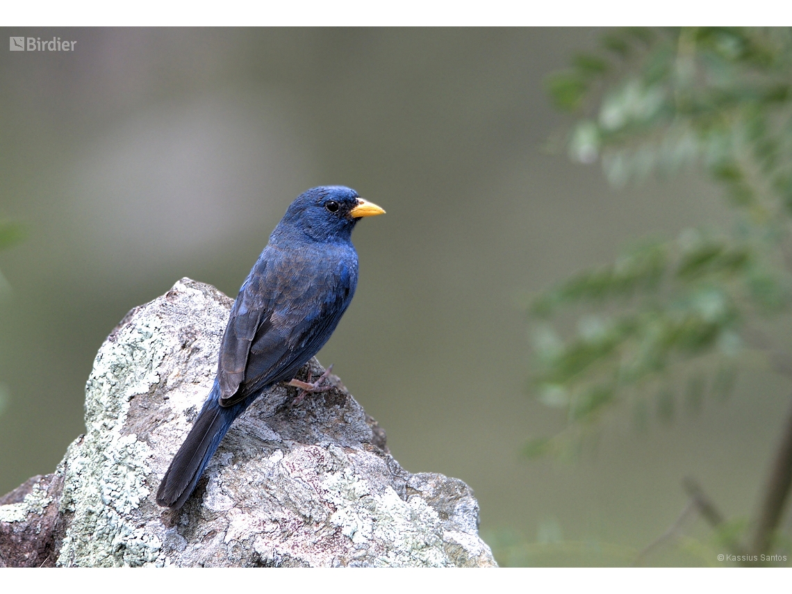 Rhopospina caerulescens