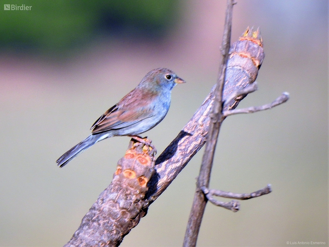 Rhopospina caerulescens