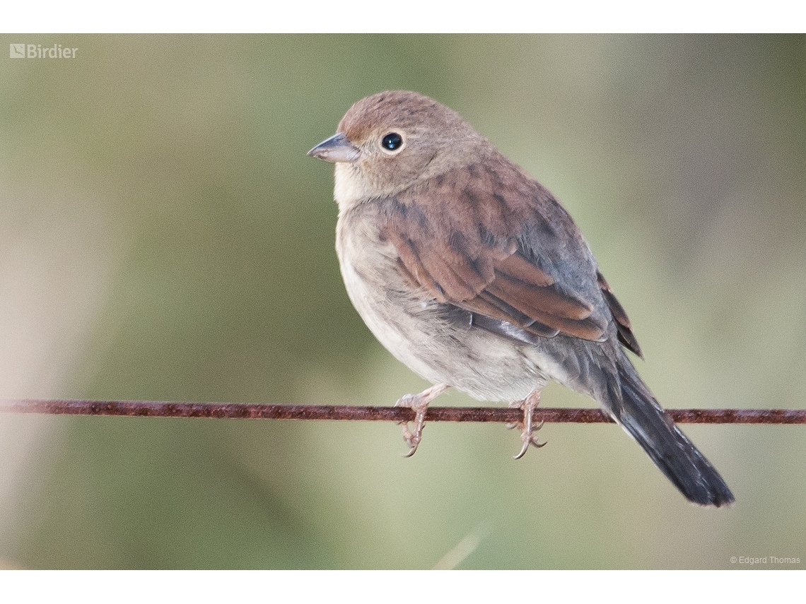 Rhopospina caerulescens