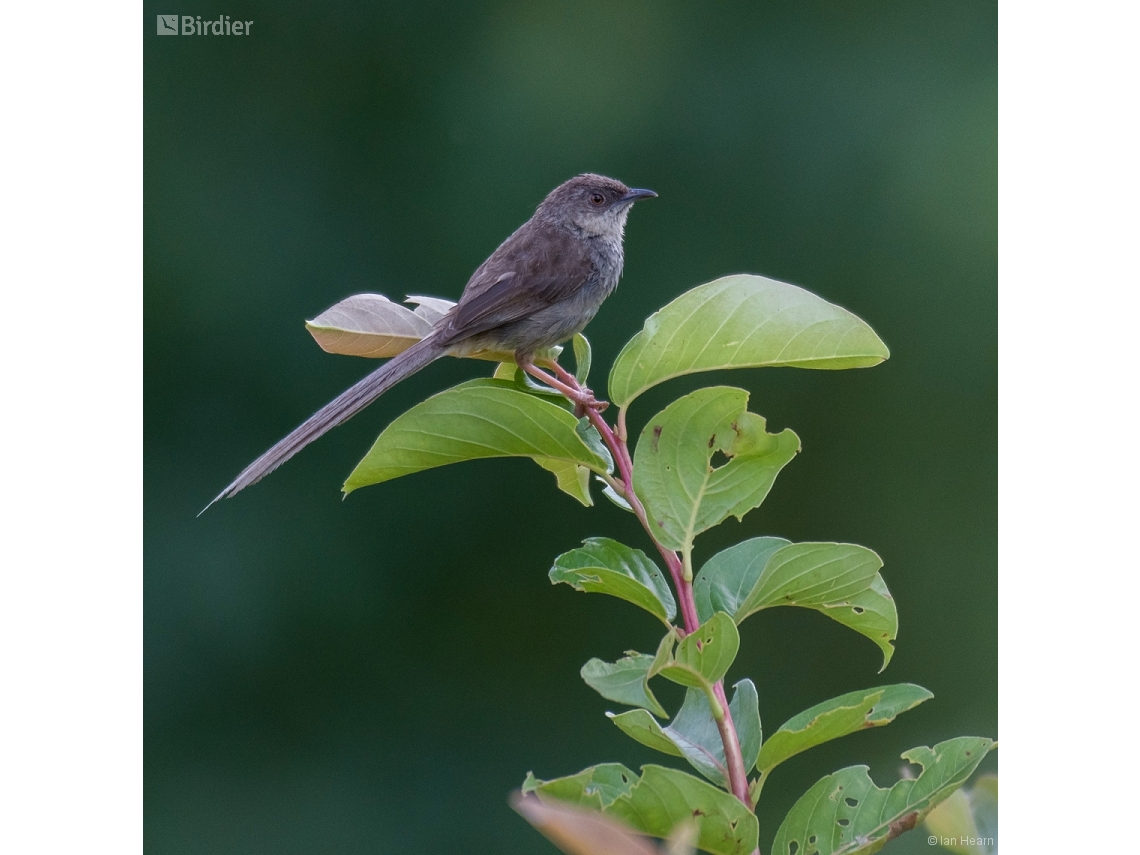 Prinia crinigera