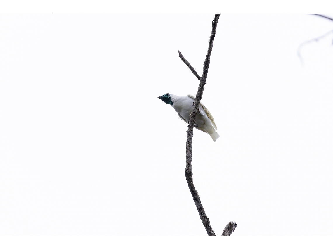 Procnias nudicollis