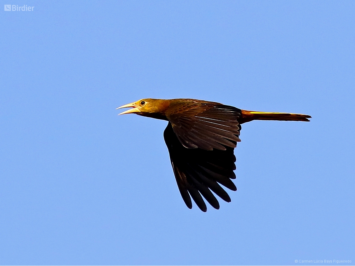 Psarocolius angustifrons