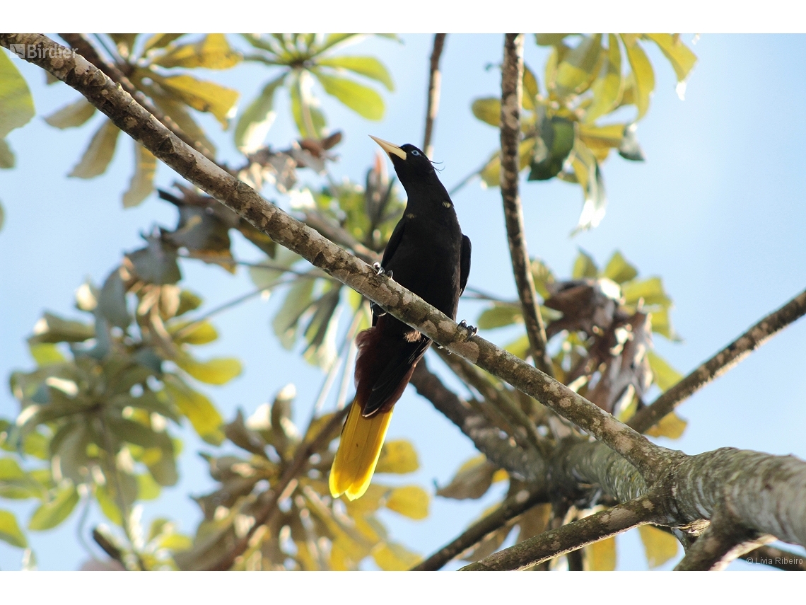 Psarocolius decumanus