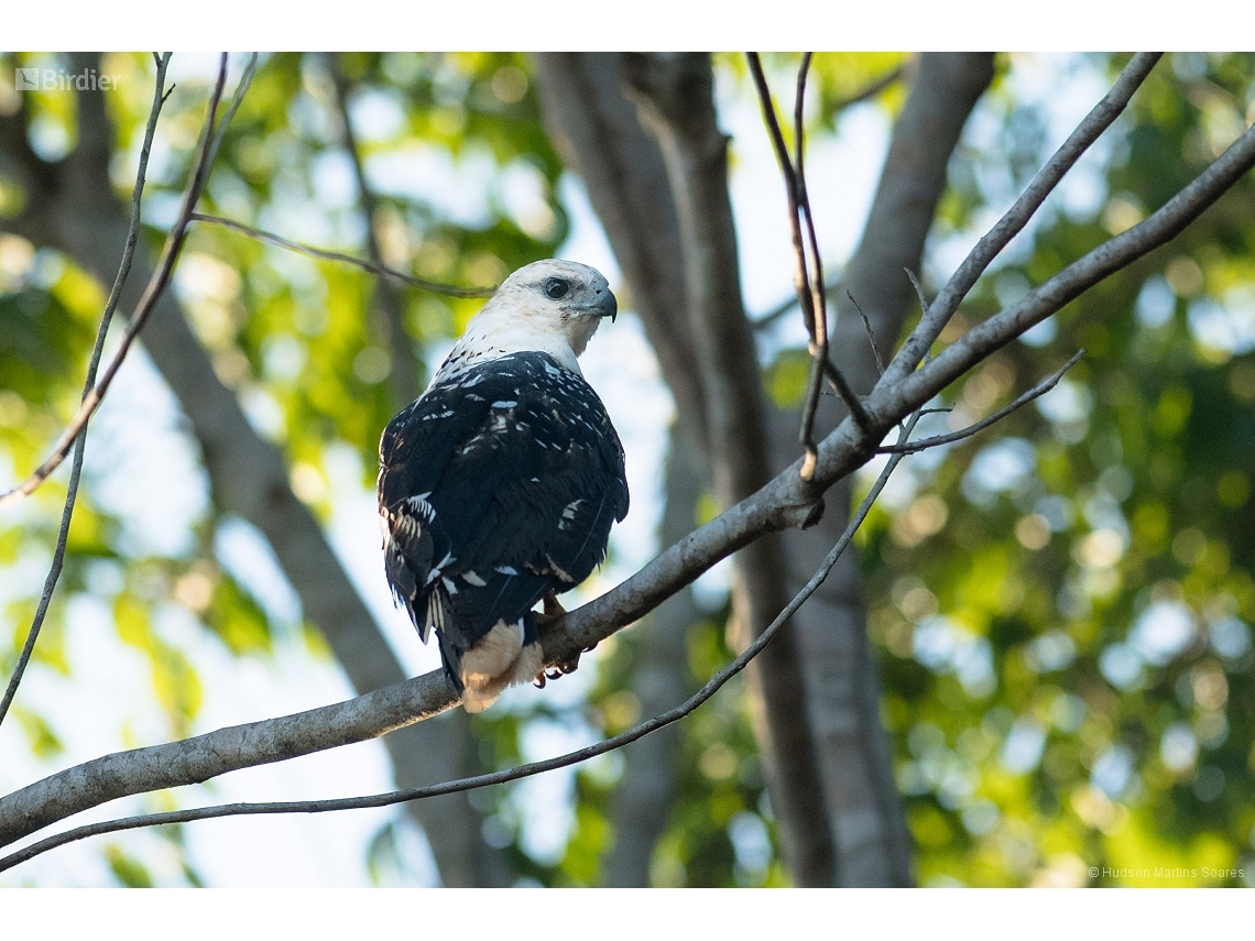 Pseudastur albicollis