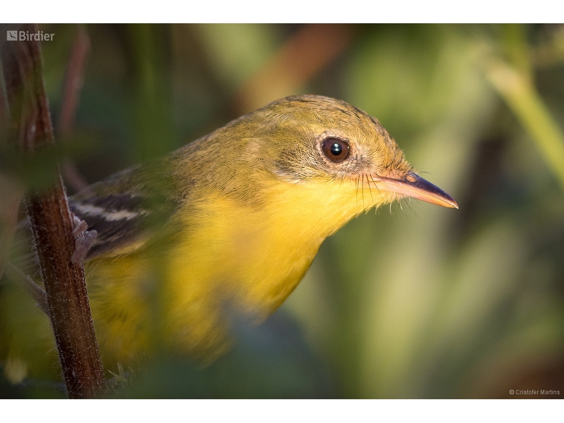 Pseudocolopteryx acutipennis