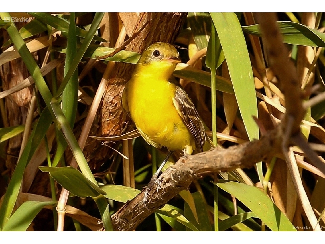 Pseudocolopteryx acutipennis