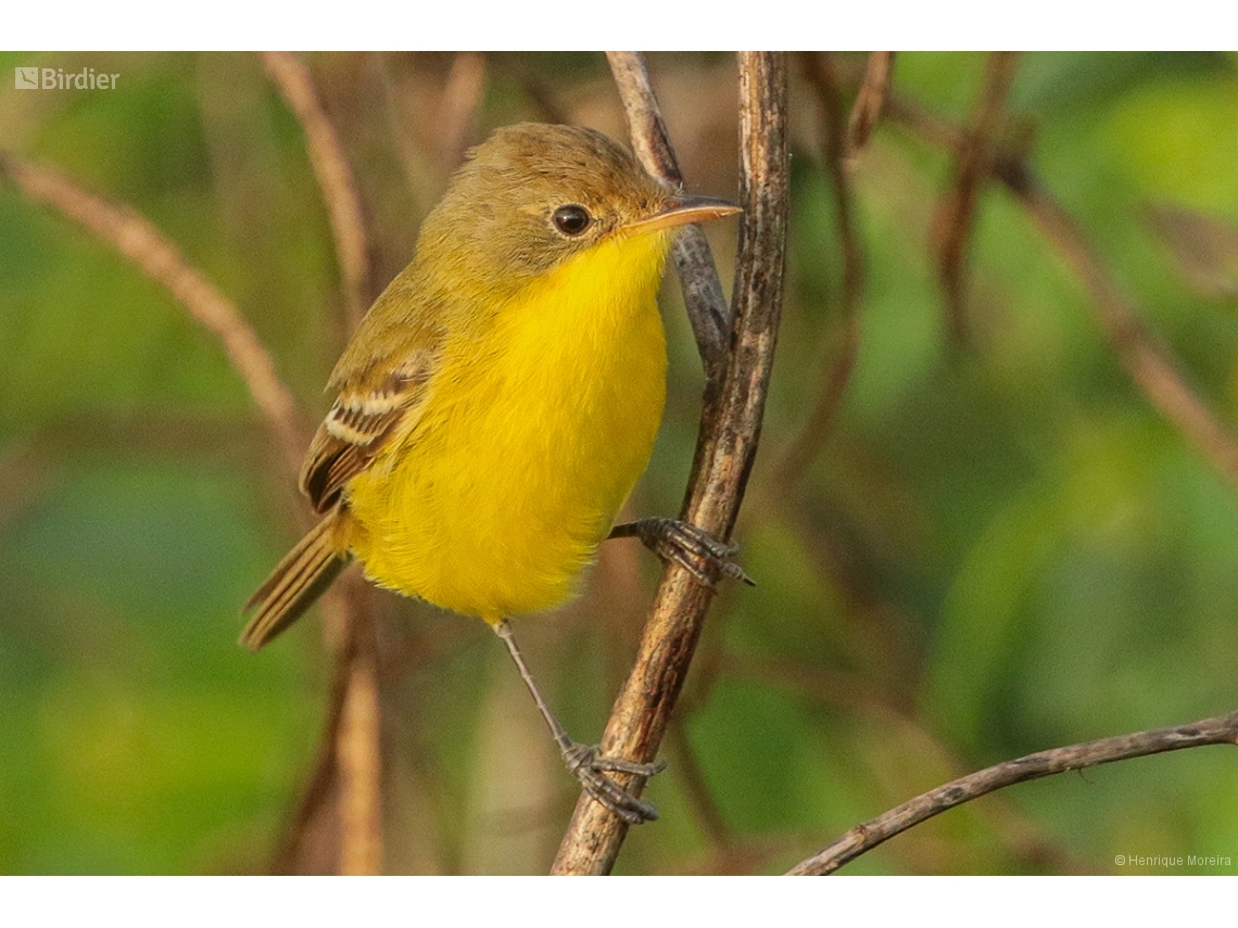 Pseudocolopteryx acutipennis