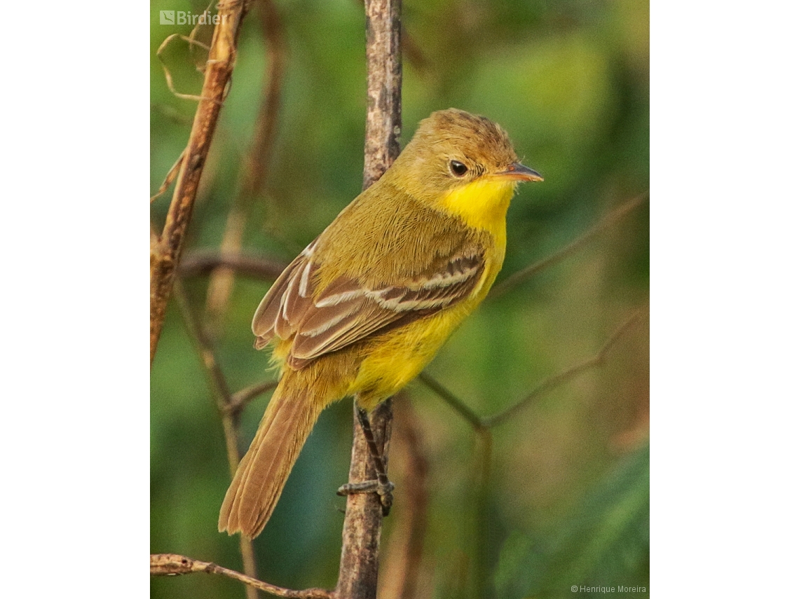Pseudocolopteryx acutipennis