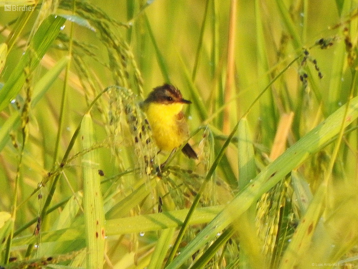 Pseudocolopteryx sclateri