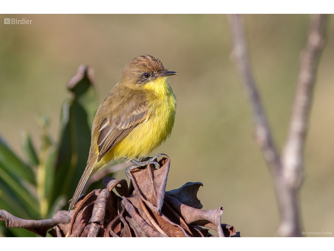 Pseudocolopteryx flaviventris