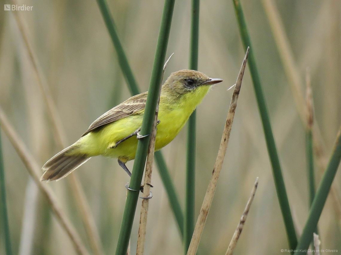 Pseudocolopteryx flaviventris