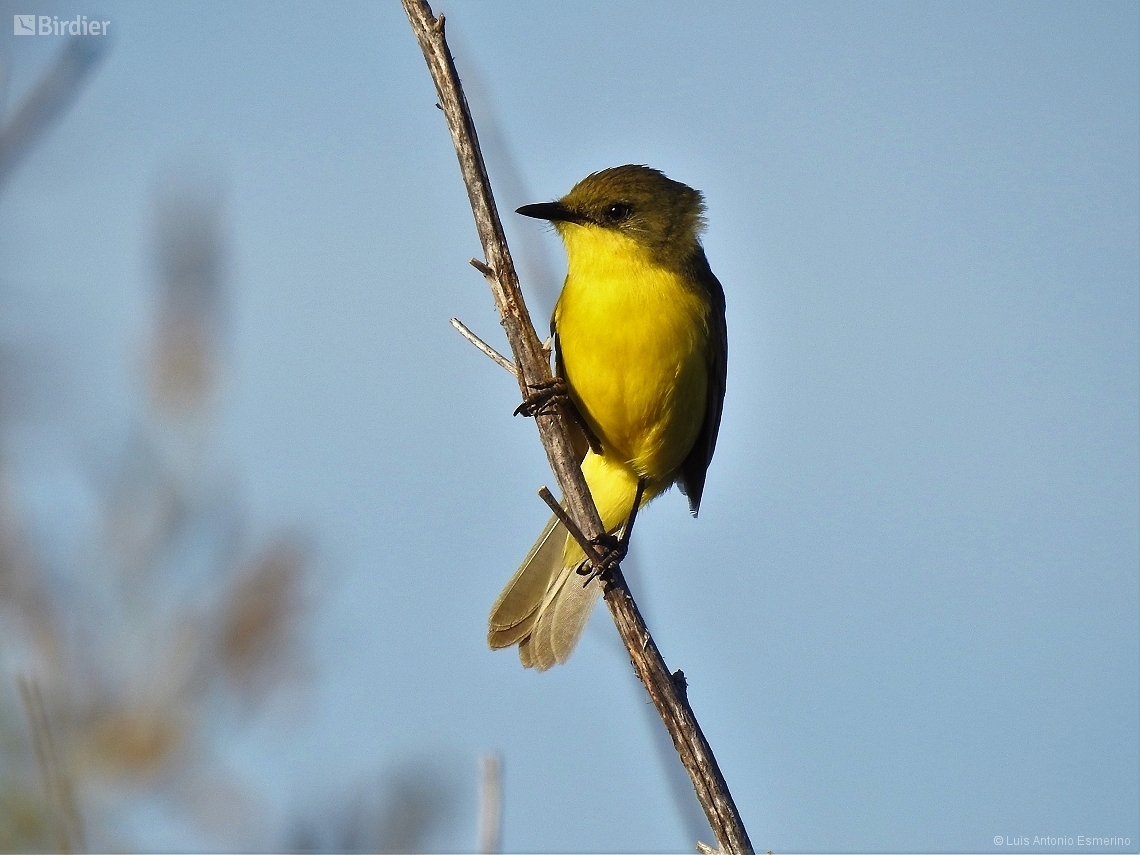 Pseudocolopteryx flaviventris