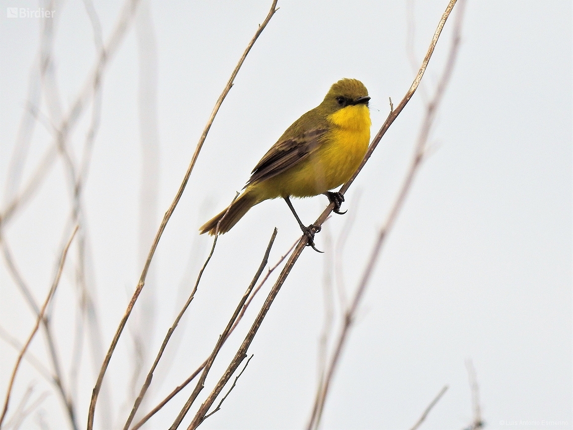 Pseudocolopteryx flaviventris