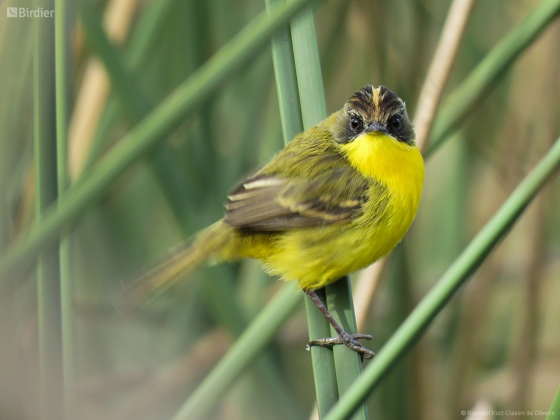 Pseudocolopteryx sclateri