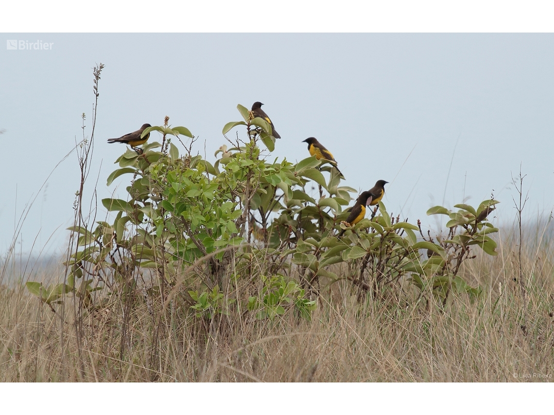 Pseudoleistes guirahuro
