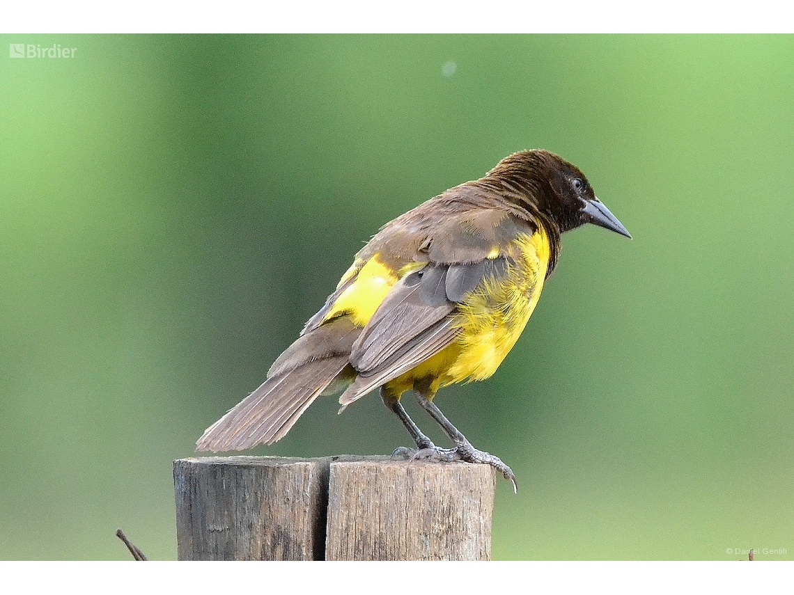 Pseudoleistes guirahuro