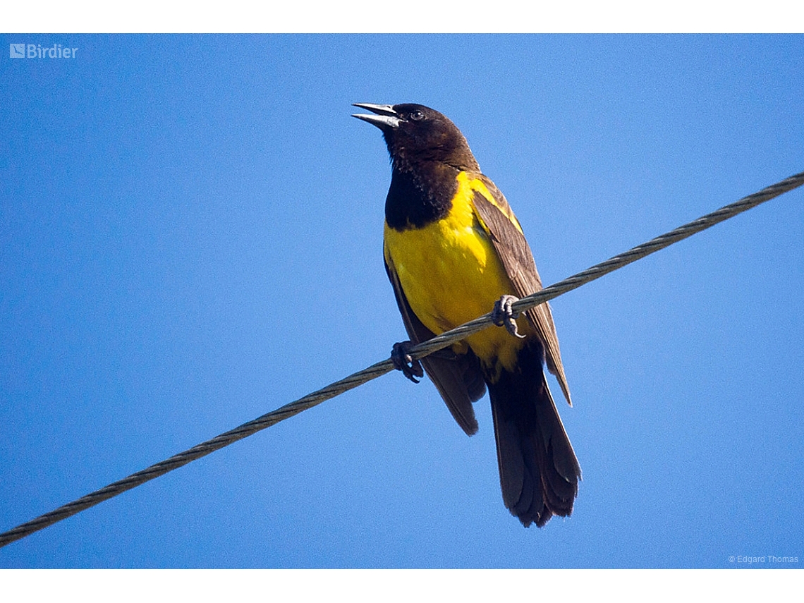 Pseudoleistes guirahuro