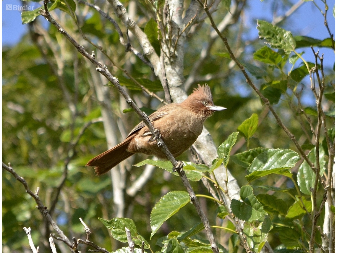 Pseudoseisura lophotes