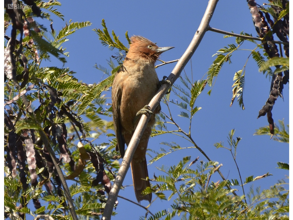 Pseudoseisura lophotes