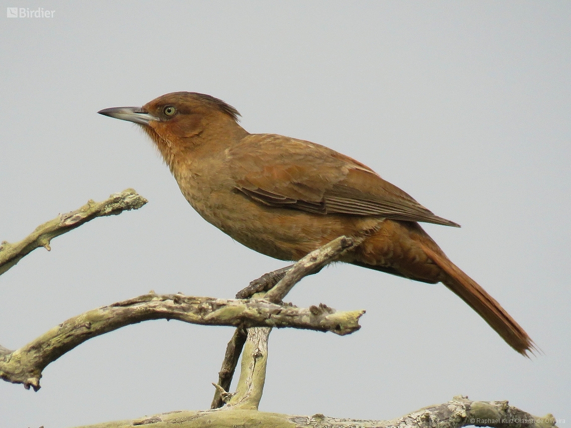 Pseudoseisura lophotes