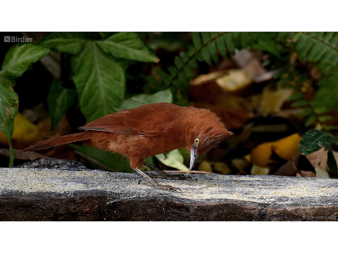 Pseudoseisura unirufa