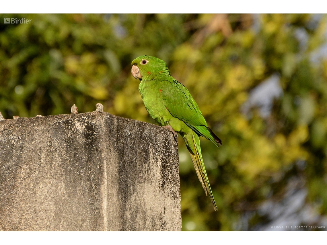 Psittacara leucophthalmus