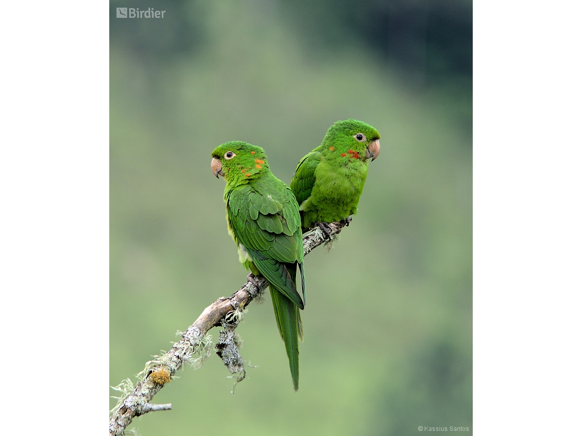 Psittacara leucophthalmus