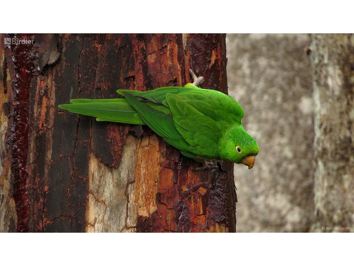 Psittacara leucophthalmus