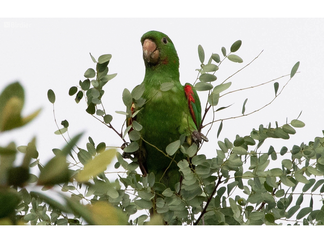 Psittacara leucophthalmus