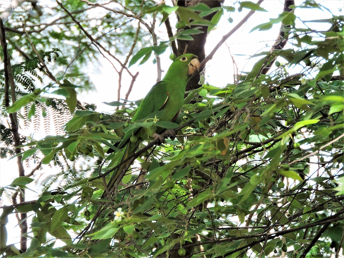 Psittacara leucophthalmus