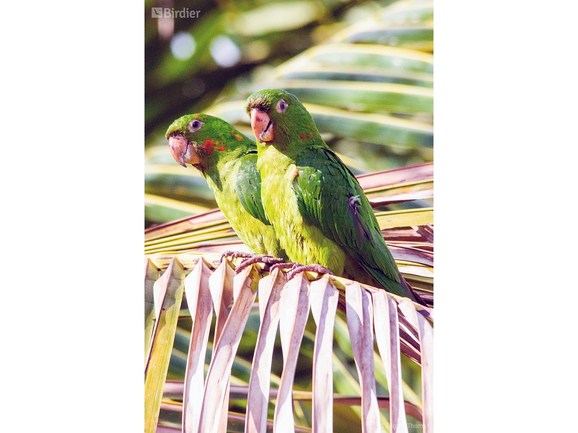 Psittacara leucophthalmus