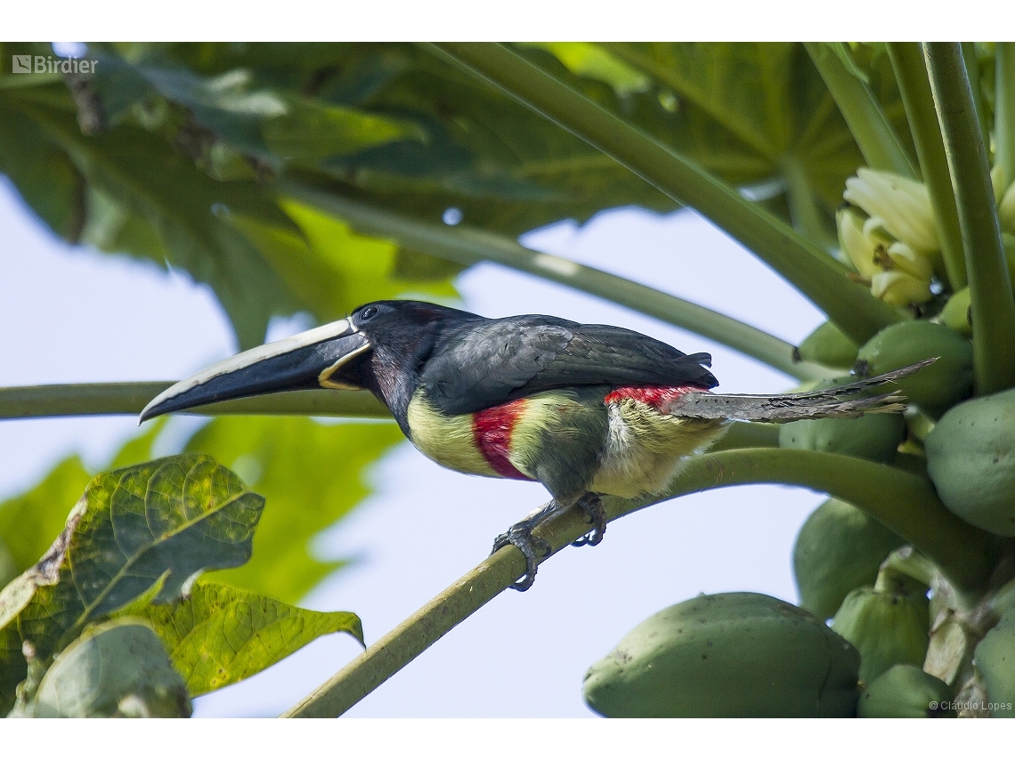 Pteroglossus aracari