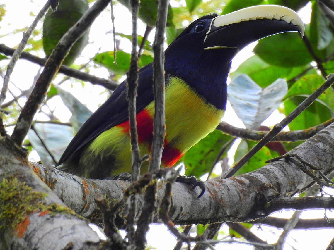 Pteroglossus aracari